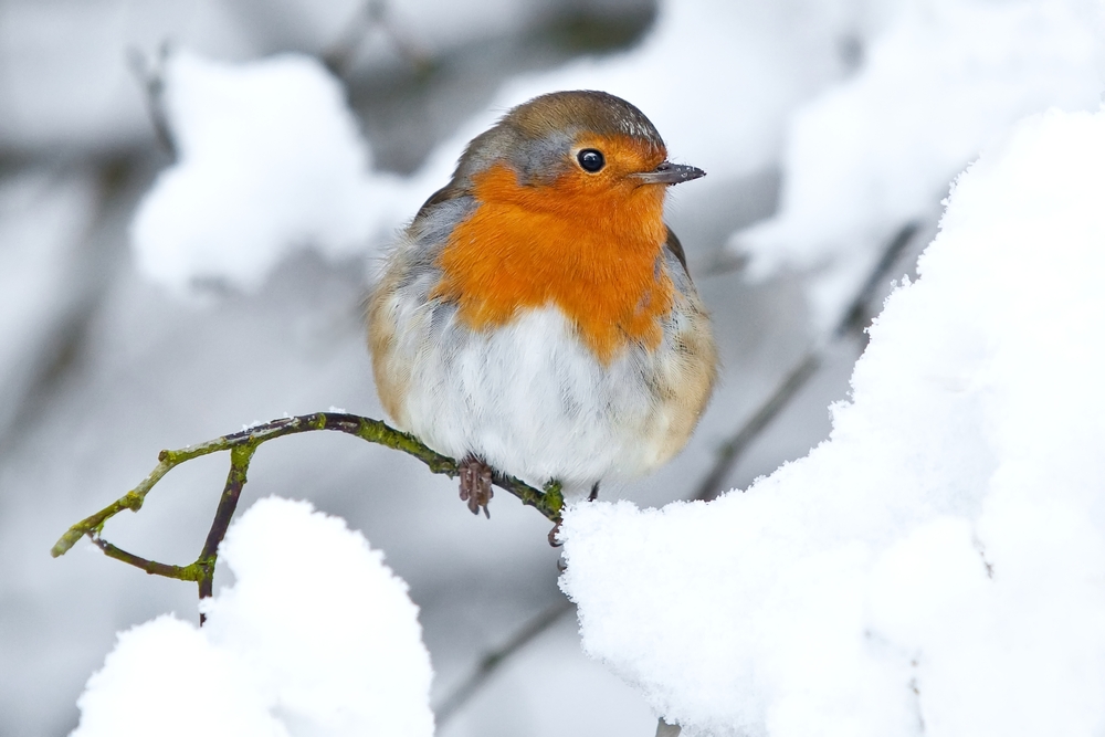 Das Rotkehlchen, der Weihnachtsvogel