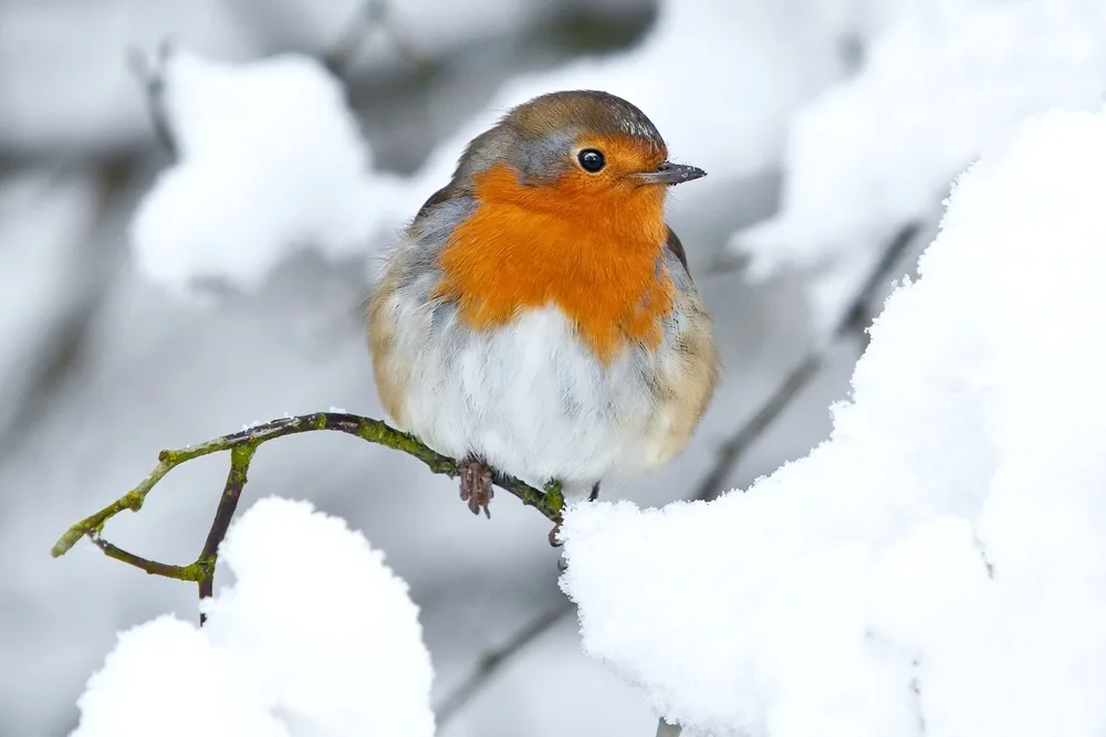 shutterstock_170585870 Das Rotkehlchen, der Weihnachtsvogel