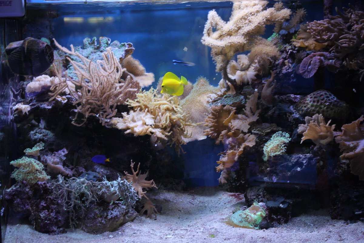 Welche Art von Aquaristik ist problemloser?