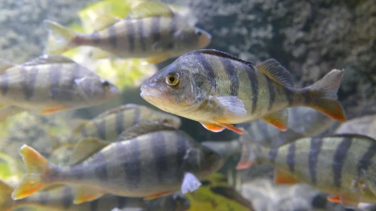 472f59d551751e5b3a3579584334ca5ebc3f1645 Fische