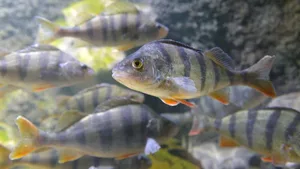 Die Fische im Misox erhalten ihr Wasser zurück (Themenbild). Das haben Gerichte entschieden.