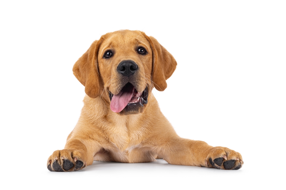 Wie KI Tiere pflegt, übersetzt – und ersetzt?