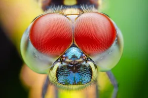 Die Augen der Libellen bestehen aus bis zu 28.000 einzelnen Augen, den so genannten Facetten.