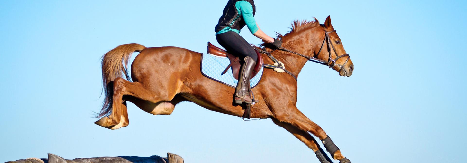 Springendes Pferd nach dem Training
