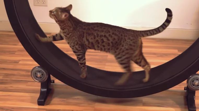 6ab8a2b4e3a716e58dc7e1b29b936c0bf2e62b3c catwheel.png