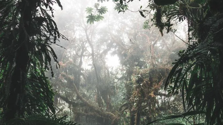 1fc1abf07c13f8d367e14d364127f1f81bfa10d6 Amazonas