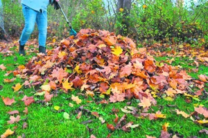 Herbstzeit ist Laubzeit. Statt es zu entsorgen, lässt sich das Naturmaterial ökologisch sinnvoll nutzen.