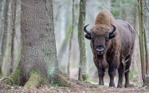 Der Bialowieza-Urwald in Polen ist wohl am bekanntesten für die vielen Wisente, die in ihm hausen. Die Populationen auf der polnischen und der weissrussischen Seite des Waldes gehören zu den grössten in Europa.