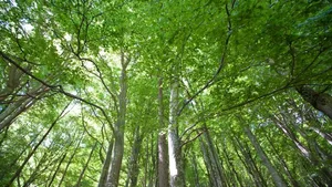 Ein neues Waldreservat als Lebensraum für gefährdete Tier- und Pflanzenarten: Ein Schritt, um kantonale Biodiversitätsziele zu erreichen (Themenbild).