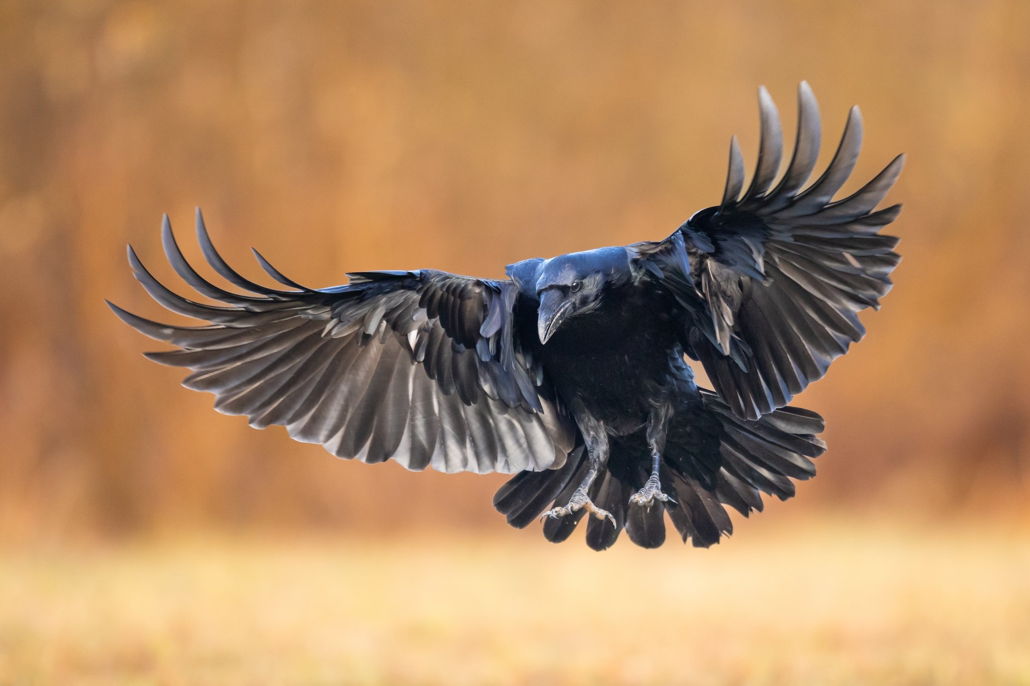 «Rabenvögel wurden jahrhundertelang stigmatisiert.»