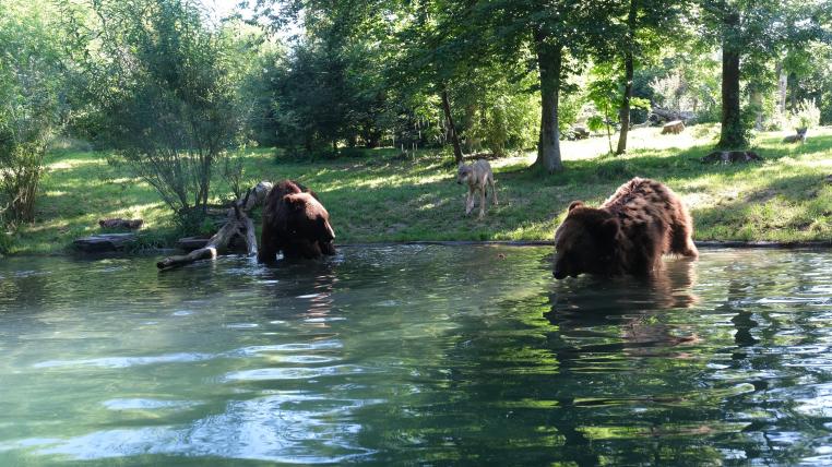 Die Bären Mischa und Mischa und ein Wolf