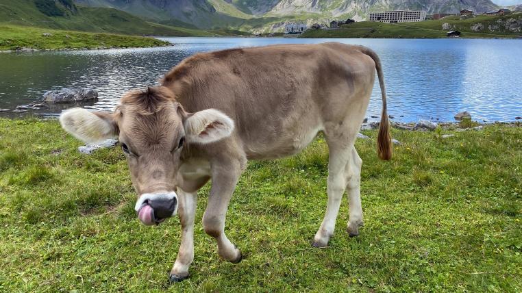 Kuh vor Bergsee