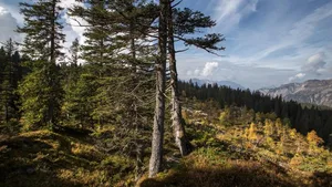 Der Bödmerenwald im Muotatal ist einer der letzten Urwälder der Schweiz und eine echte Wildnis.
