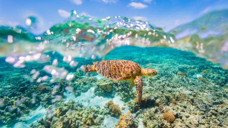Meeresschildkröte im Great Barrier Reef