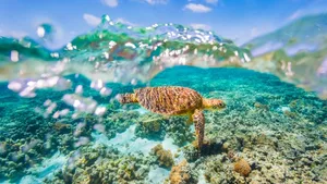 Die Unseco will das Great Barrier Reef als «gefährdetes Welterbe» einstufen.
