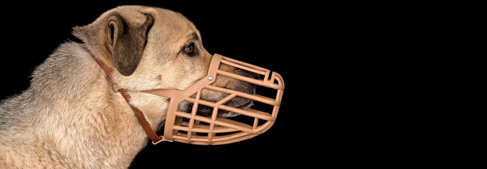 Hund mit Maulkorb
