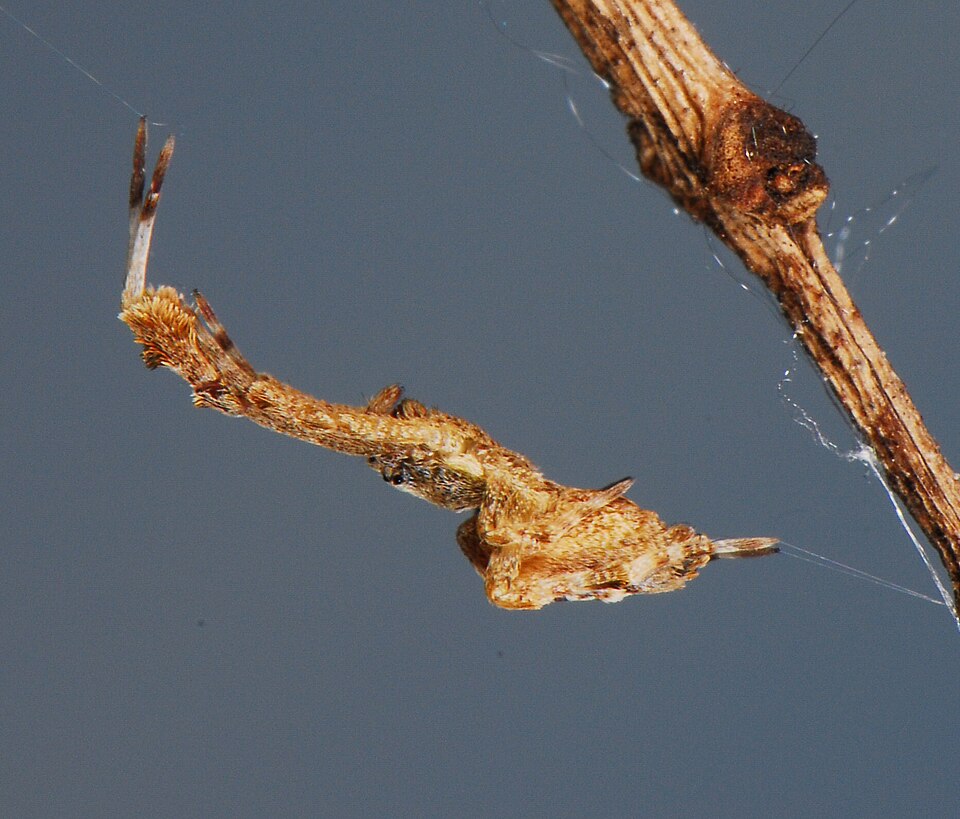 Kotzen statt Beissen: Spinne mit ungewöhnlicher Jagdstrategie
