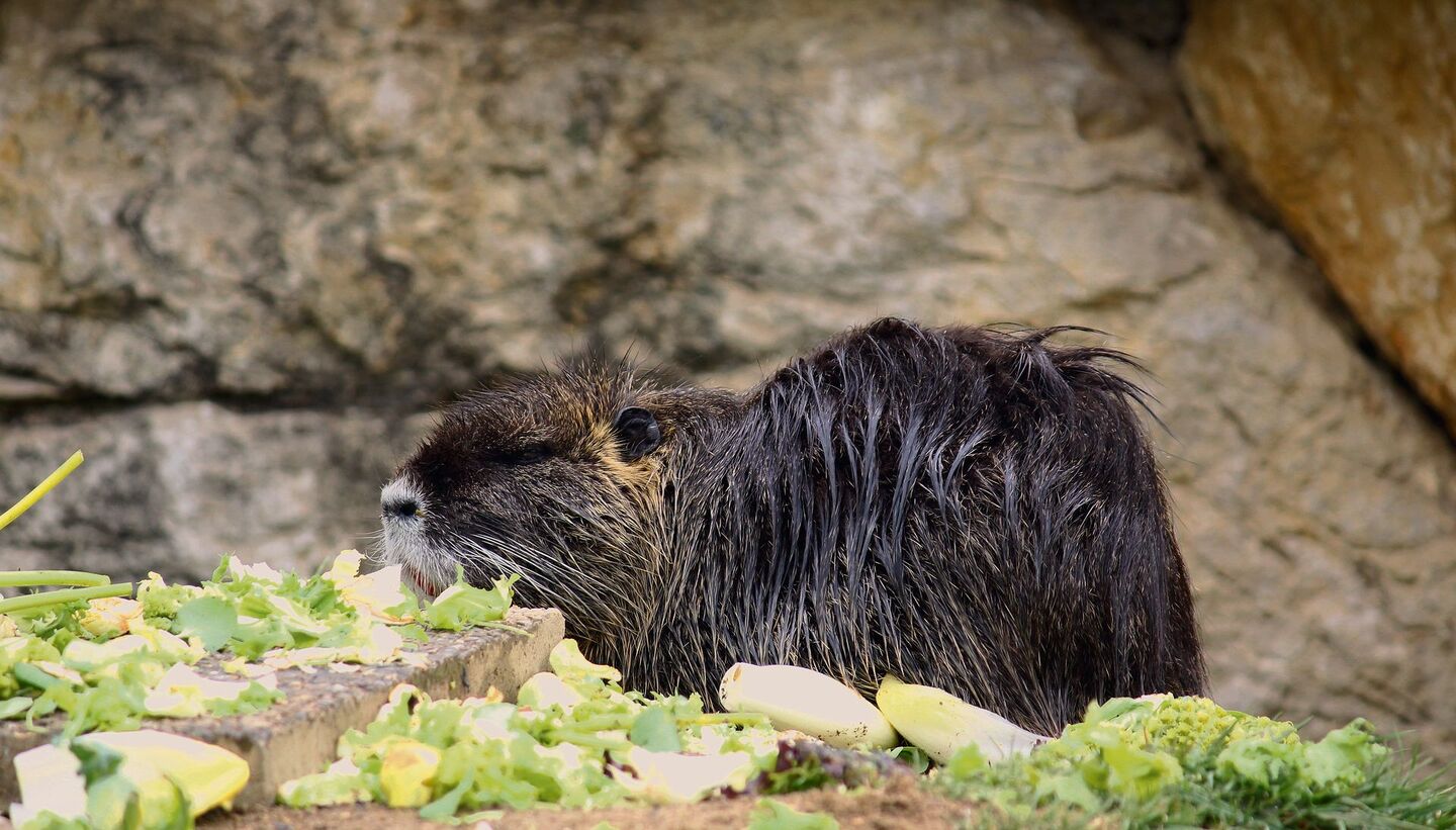 Das Nutria ist einer der wenigen Exoten im Zoo La Garenne.