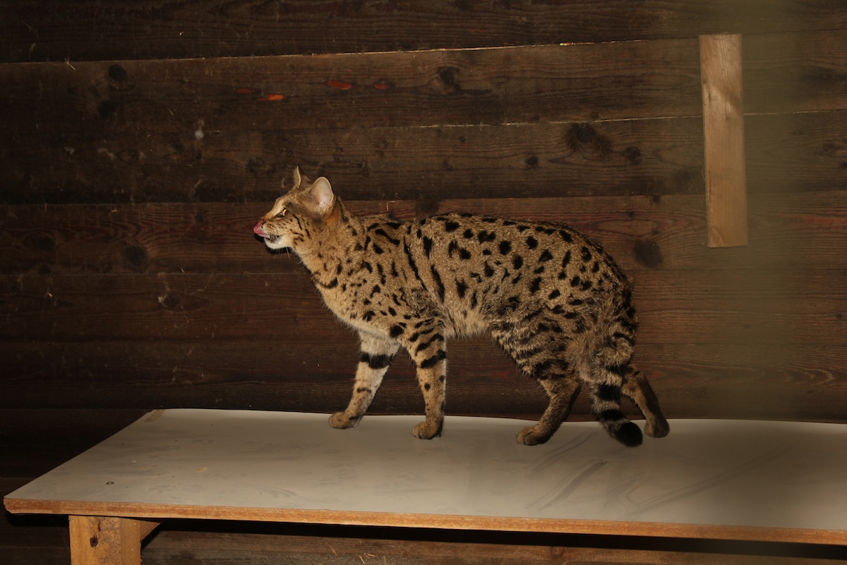 Beschlagnahmt und gerettet: Savannah-Katze Suzie im Bioparc Genf