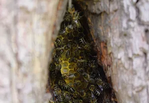 Ursprünglich ist die Honigbiene eine Wald-bewohnerin und lebt meistens weit oben in Baumhöhlen.