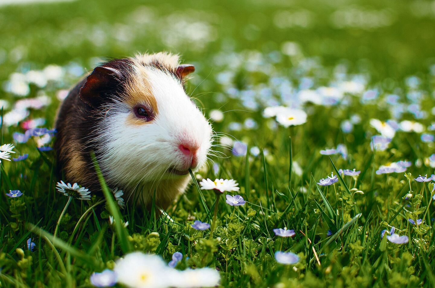 Meerschweinchen