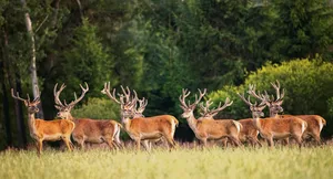 Rothirsche verlieren auch als Nutztiere ihre Scheu kaum und benötigen hohe Umzäunungen. Darin bestehen einige der Herausforderungen ihrer gewerbsmässigen Zucht und Haltung.