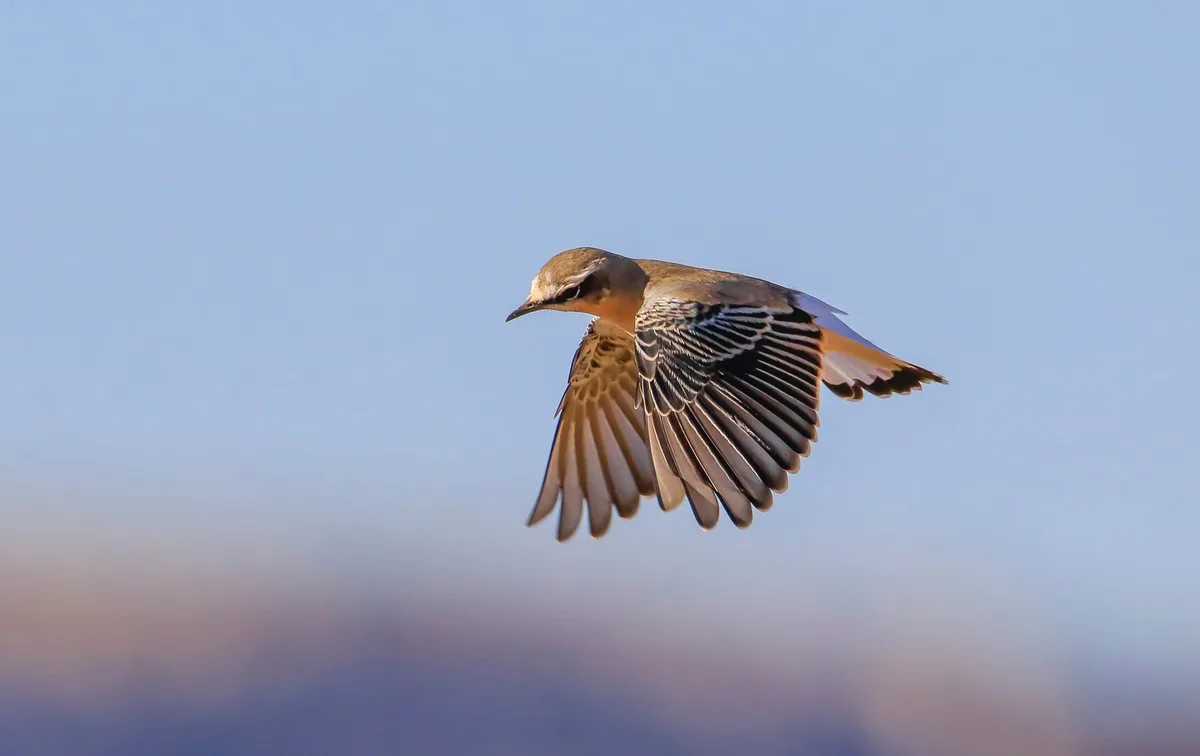 Steinschmäter_Adobe-Stock Northern Wheatear (Oenanthe oenanthe) is a common songbird in Asia, Europe, America and Africa. It lives in open and stony areas.