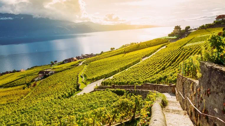 c27be7f9f5f83f78f194bc17f0e9aa243d32d83c Lavaux mit Blick auf den Genfersee