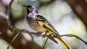 Der Warzenhonigfresser ist ein besonders hübscher Vogel – und leider auch ein besonders seltener.