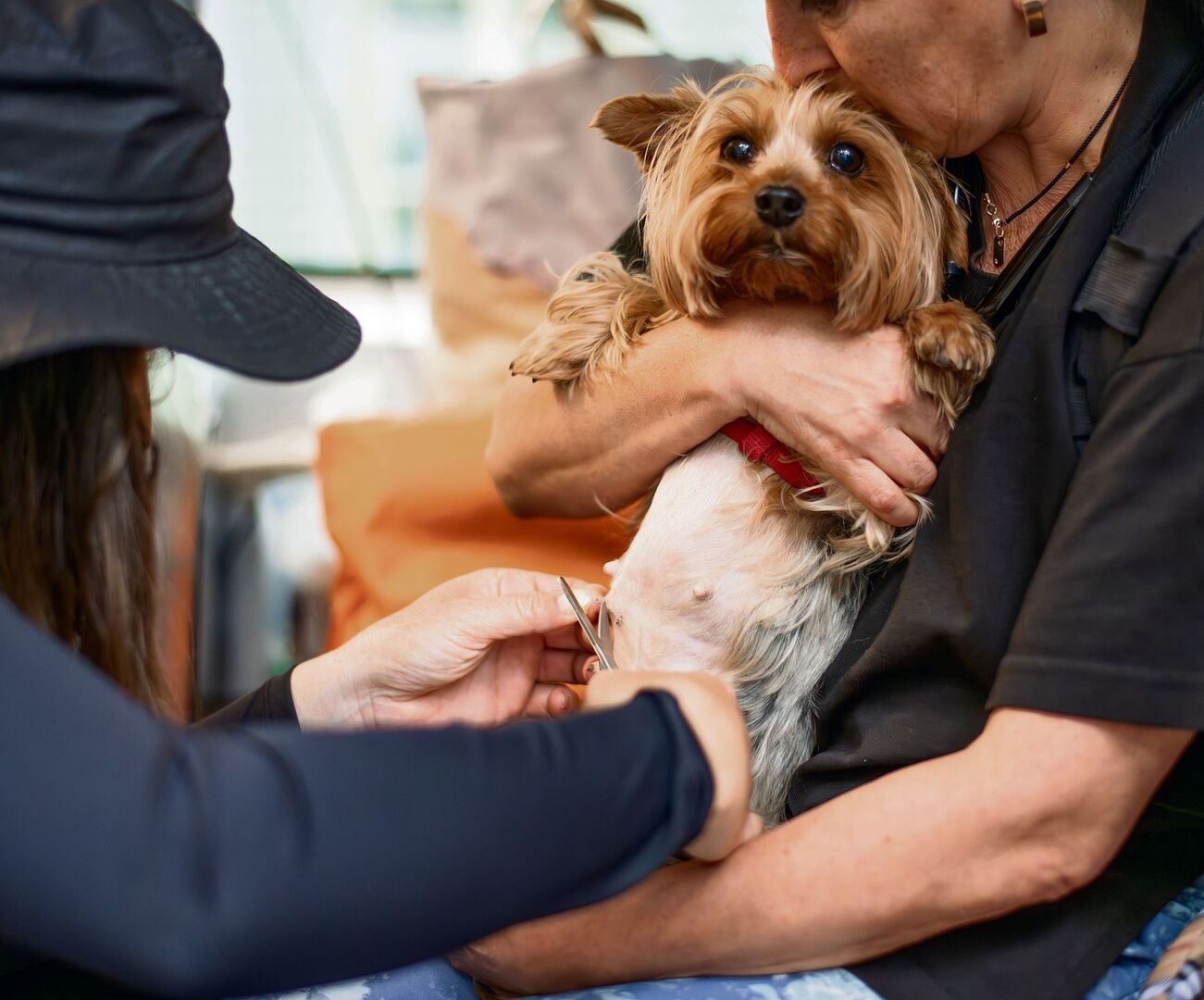 Tierarzt Hund