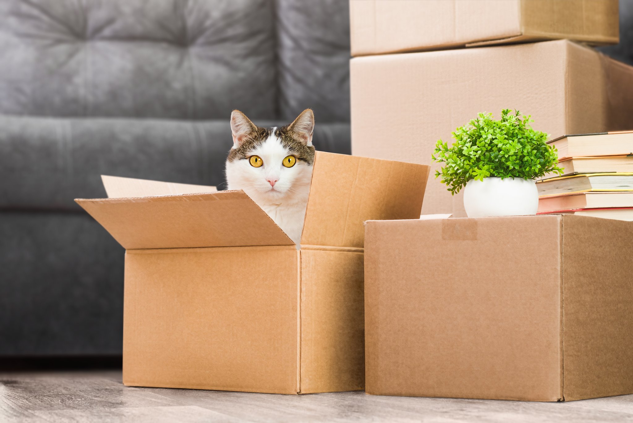 So gelingt der Umzug mit Katzen