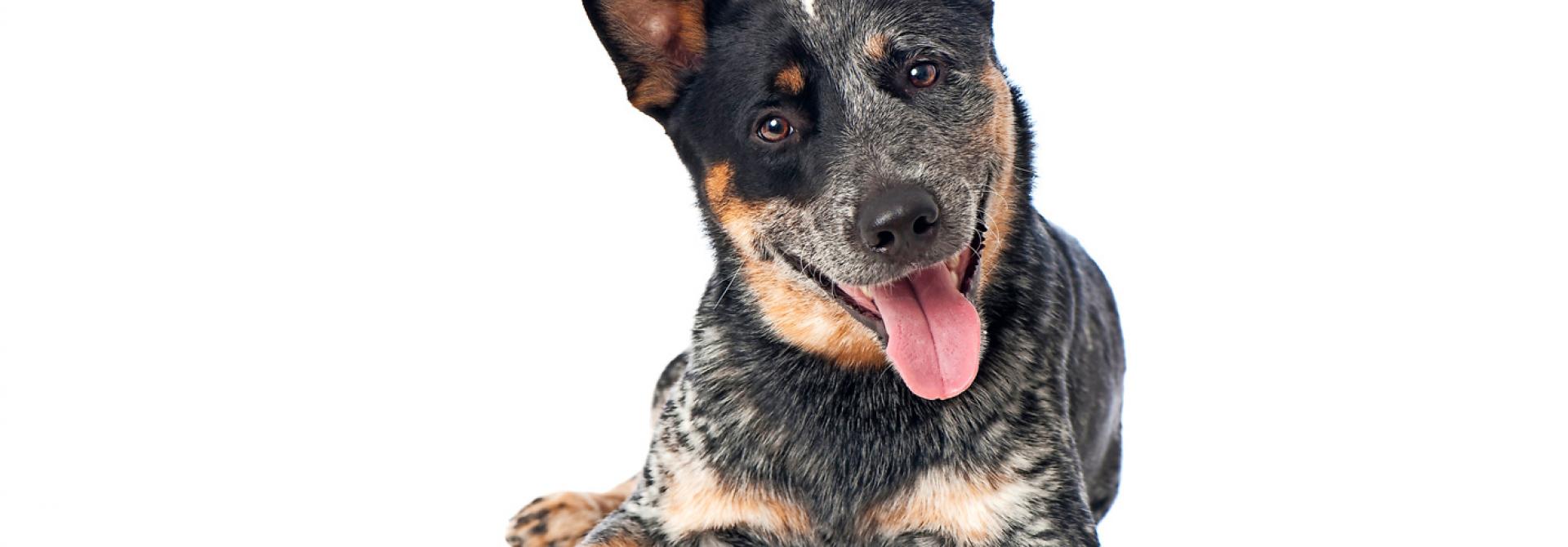 hunde-in-hitze.jpg