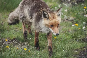 Im Gegensatz zu Haustieren kann man Wildtiere nicht gegen Staupe impfen.