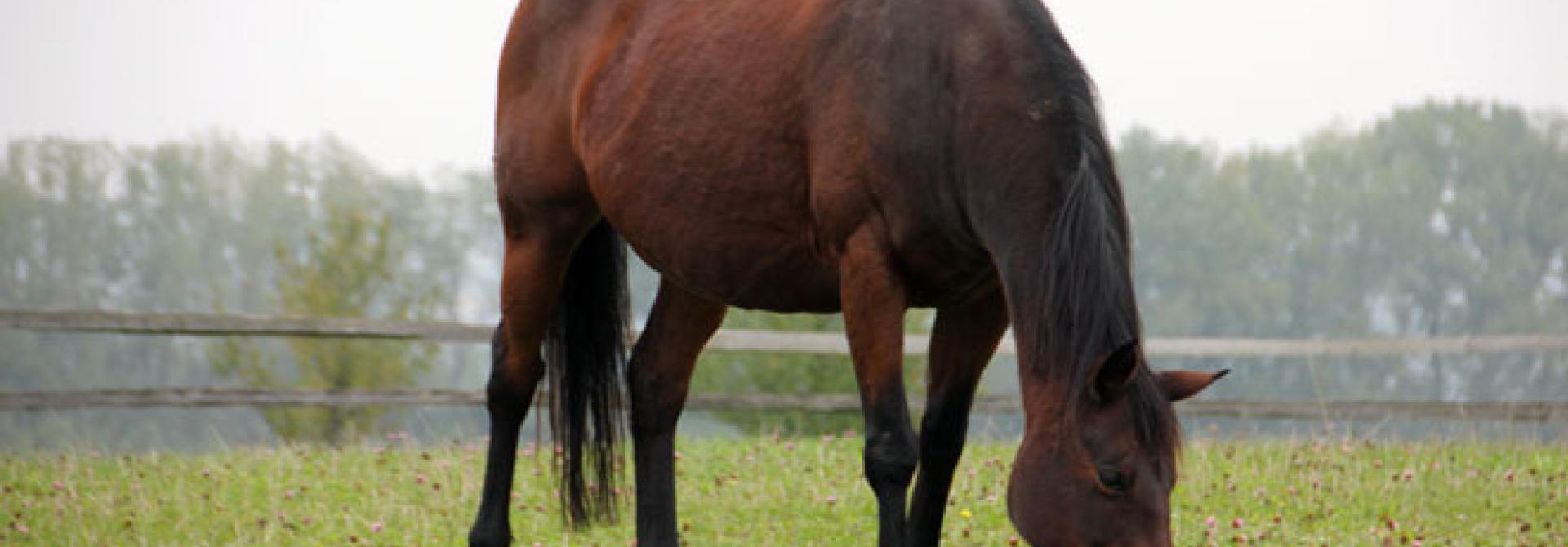 animal-193207_AnnaER.jpg