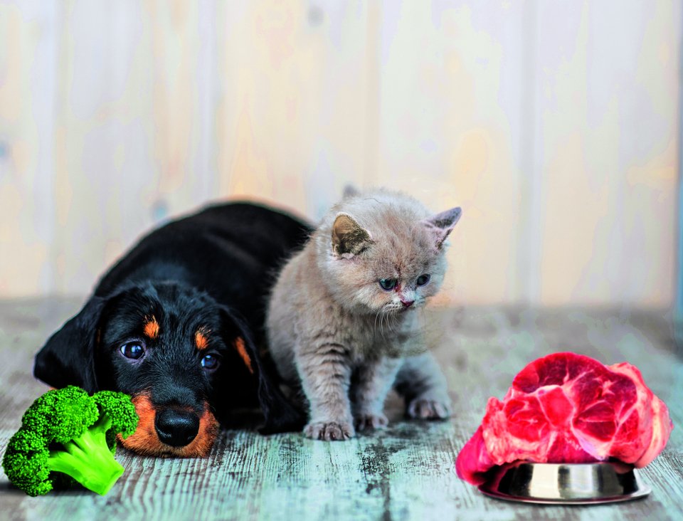 Hund und Katze schielen auf das Fleisch. Während die Katze tierisches Futter braucht, kann der Hund sich auch von Broccoli ernähren.