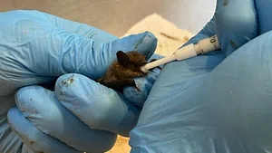 Fütterung einer Zwergfledermaus in der Notpflegestation.