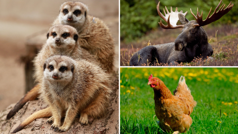 Tierische Ausflugsziele