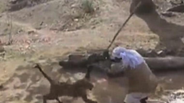 Leopardenattacke