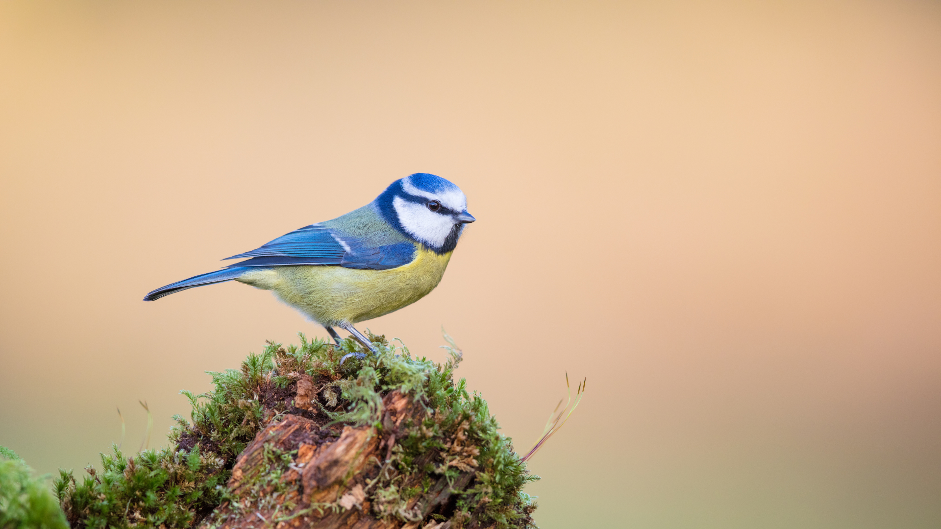 Vogelarten vor der Haustüre beobachten