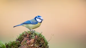 Ein Blick auf häufige Vogelarten direkt vor der Haustür.
