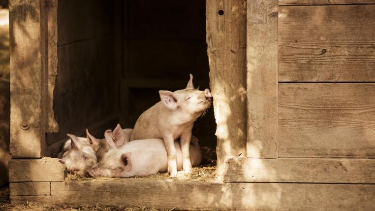 Schweine im Freilichtmuseum Ballenberg