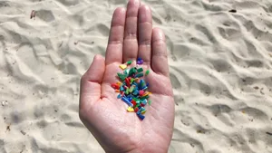 Bis zu fünf Gramm Mikroplastik nehmen Menschen pro Woche auf, findet eine Studie.
