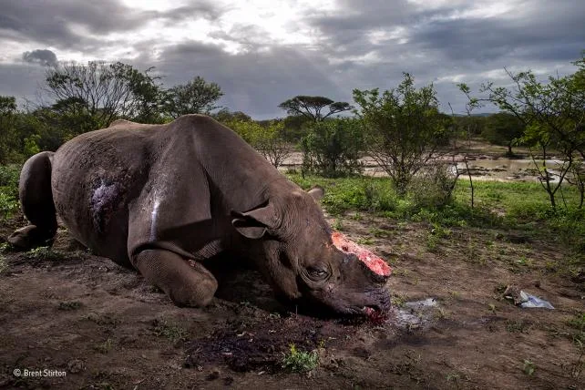 4d5156af7f86e6bda47576437278fcd5145dd4c7 01-Memorial-to-a-species-Brent-Stirton-Wildlife-Photographer-of-the-Year.jpg