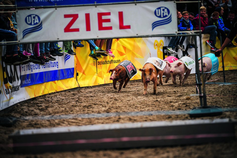 Wenige Sekunden nur brauchen die Rennschweine vom Start bis ins Ziel. Behände nimmt das Schwein auch die kleine Hürde.