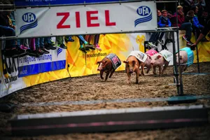 Wenige Sekunden nur brauchen die Rennschweine vom Start bis ins Ziel. Behände nimmt das Schwein auch die kleine Hürde.