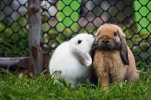 Zwergkaninchen sind das ganze Jahr über empfängnisbereit. Deshalb Achtung bei der Verpaarung!