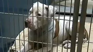 Pitbull Mickey kriegt Lebenslänglich statt die Todesstrafe, hat ein Gericht in Phoenix entschieden.
