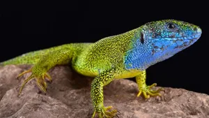 Seltener Gast im Graubünden: Östliche Smaragdeidechse (Lacerta viridis).