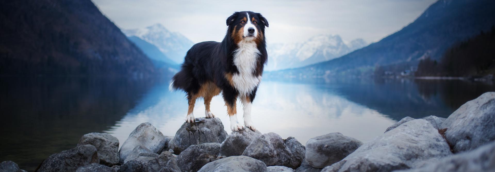Hund posiert vor Bergsee