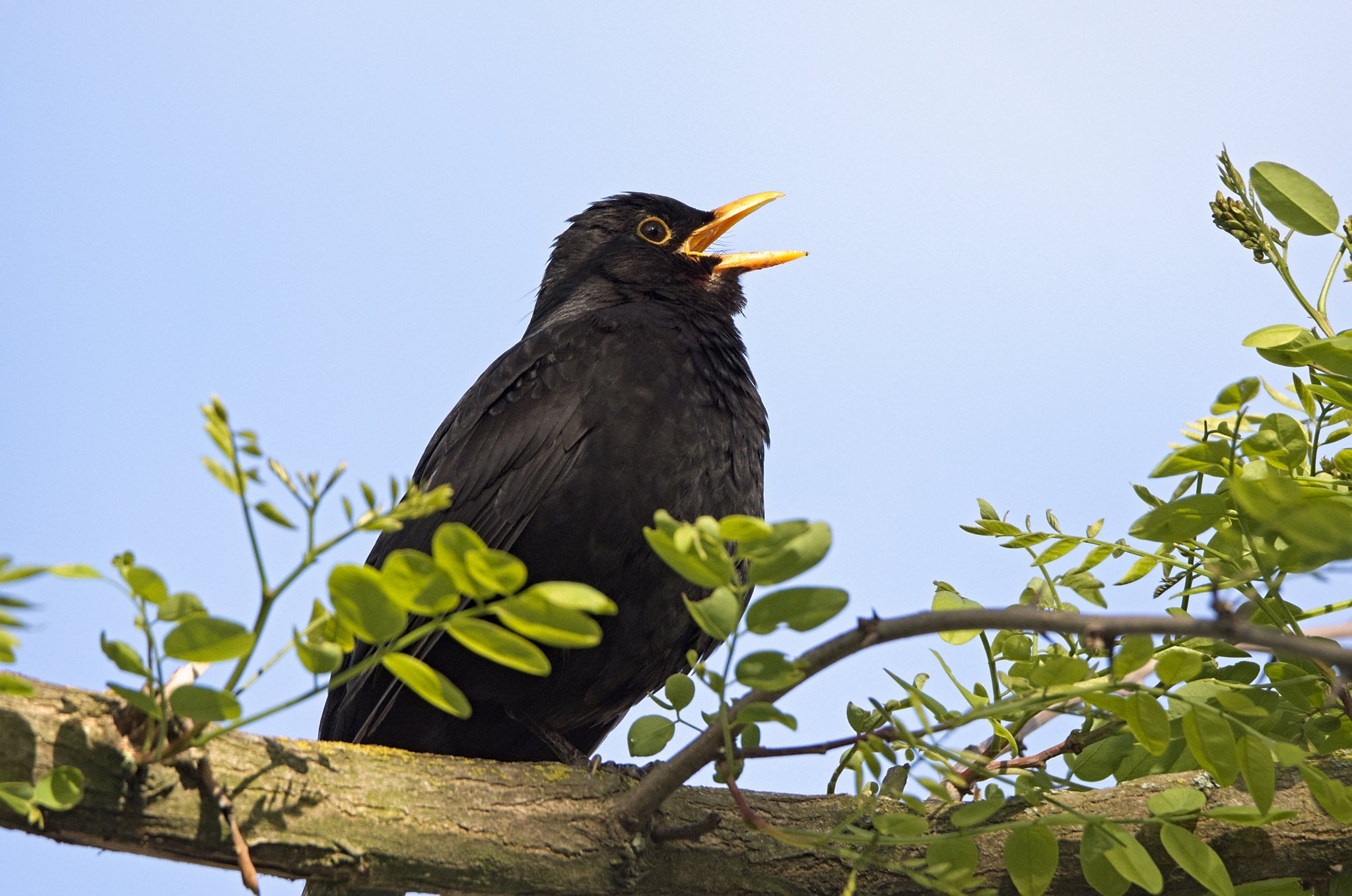 Die Amsel: Bekannter melodischer Sänger